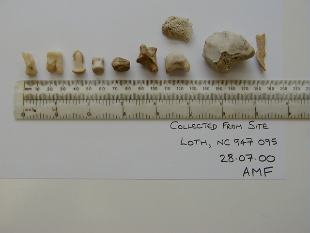 Loth remains 3.jpg