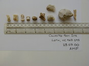 Loth remains 3.jpg