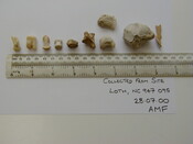 Loth remains 4.jpg
