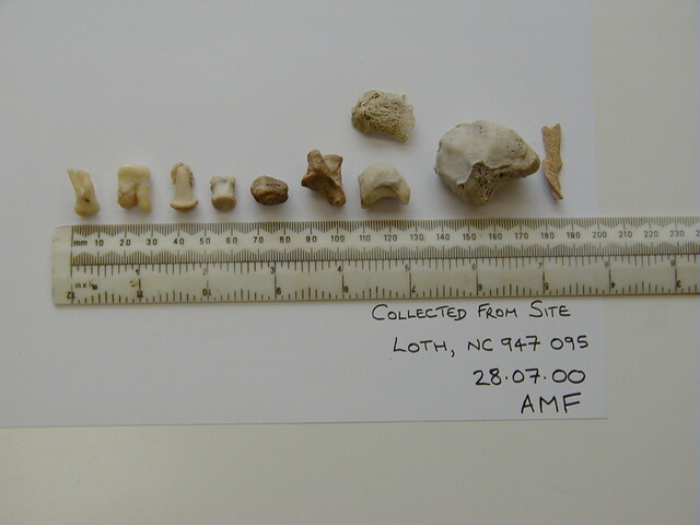 Loth remains 5.jpg