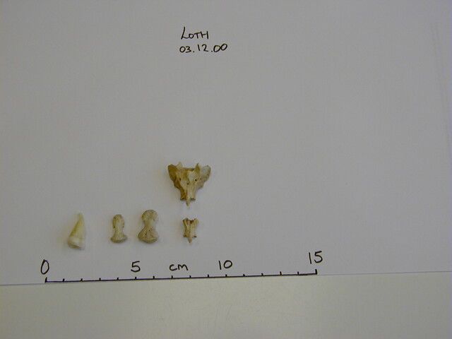 Loth remains Dec00 - 1.jpg