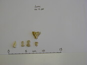 Loth remains Dec00 - 1.jpg