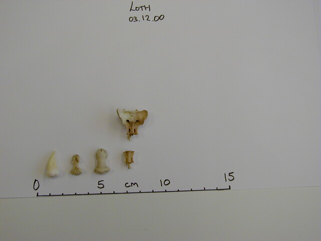 Loth remains Dec00 - 2.jpg