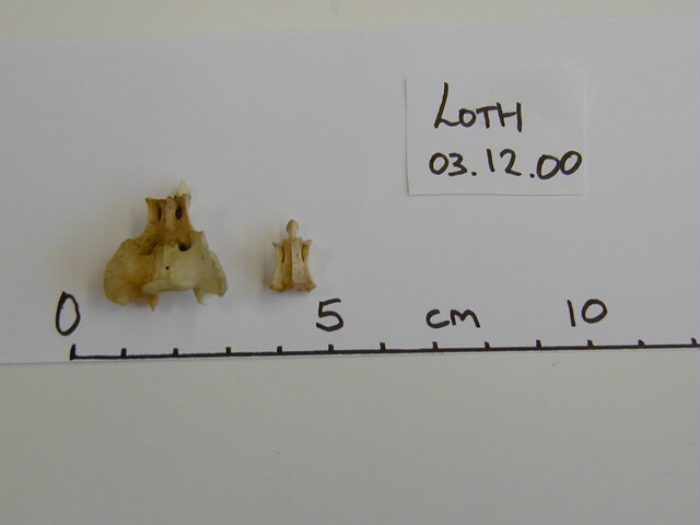 Loth remains Dec00 - coccyx.jpg