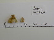 Loth remains Dec00 - coccyx.jpg