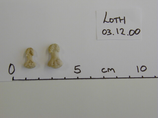 Loth remains Dec00 - phalanges.jpg