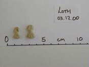 Loth remains Dec00 - phalanges.jpg