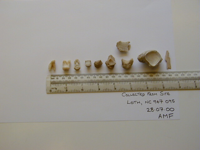 Loth remains.jpg
