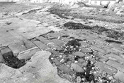 North Kessock, pier - photograph.jpg
