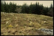 NG83SW0002 - Interior, Fort, Carn na Sean-Chreige, Lochalsh.jpg
