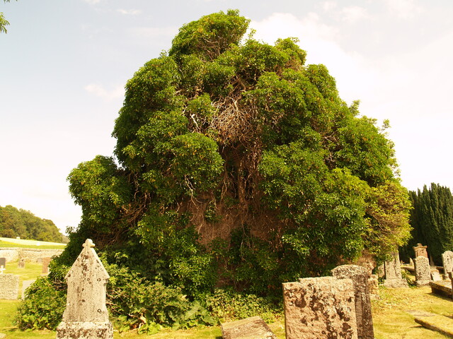 NH65SE0004 - St Mary's Church, Kilmuir AJP_04.JPG