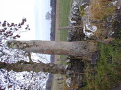 NH78NW0011 from NW portrait .jpg