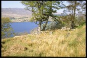 NM76SE0003 - House remains, Loch Sunart, Achleek.jpg
