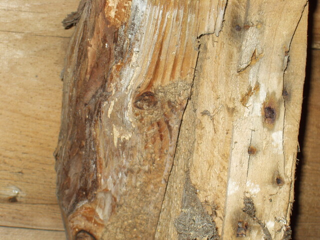 detail of original roof timber.JPG