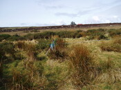 mid clyth watching brief 001.jpg