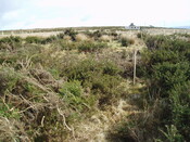 mid clyth watching brief 003.jpg