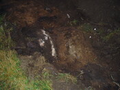gothleck wb 004.jpg