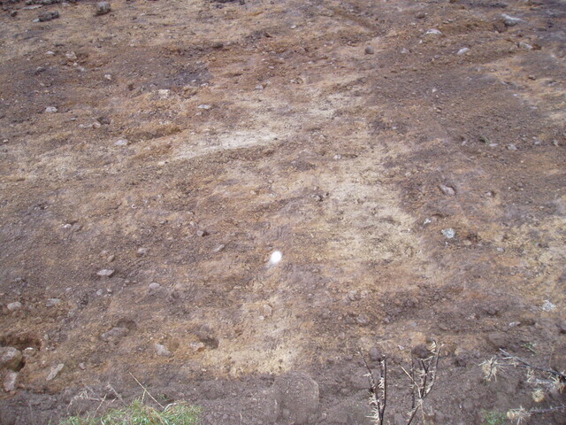 gothleck wb 013.jpg