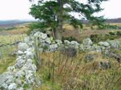 gothleck wb 033.jpg