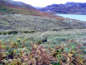 Site7.jpg