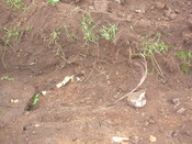 AA-003.JPG