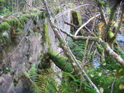faiigaig bridge 010.jpg