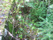faiigaig bridge 012.jpg