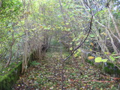 faiigaig bridge 013.jpg
