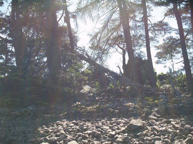 P1015602.jpg