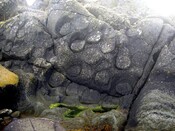 Rings & things Gigha & Skye. 020.jpg