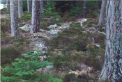 Ardverikie3.jpg