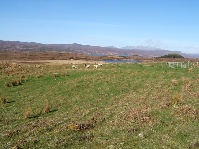 Lairg 2009 044.jpg