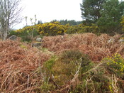 Lairg 2009 128.jpg