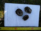 SHG24298_22.JPG
