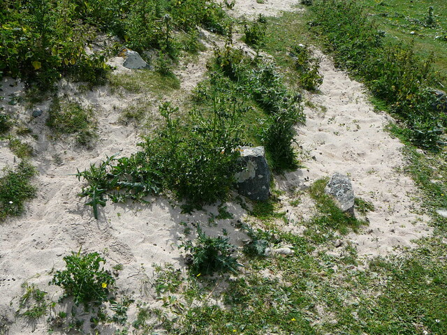 SHG24428_34.JPG