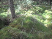 cpt1011bogallan 004.jpg