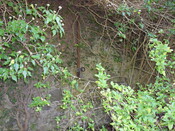 SDC10034.JPG