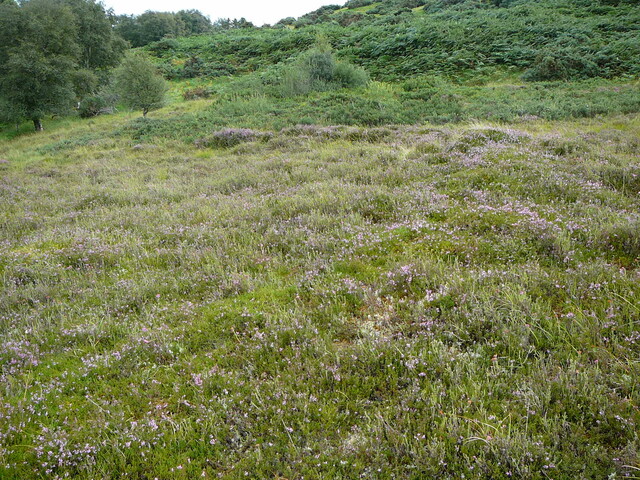 SHG24527_2.JPG