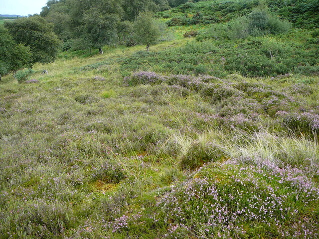 SHG24527_3.JPG