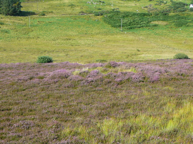 SHG24527_7.JPG