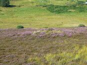 SHG24527_7.JPG