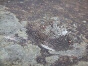 Inchindown 10th Dec 09 004.JPG
