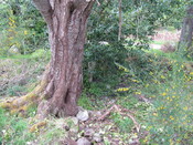 IMG_0580.jpg