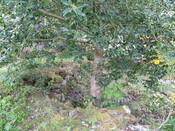 IMG_0584.jpg