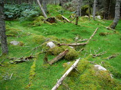 SHG24634_2.JPG