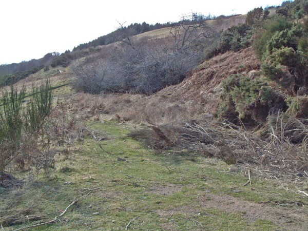 building partly under brushwood (600 x 450).jpg