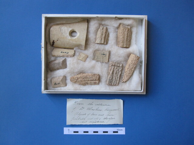 Unreg bone & antler Cairds Cave (1).JPG