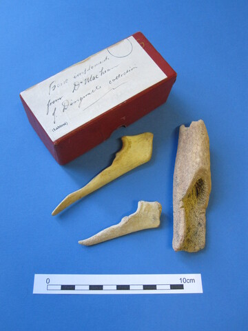 Unreg bone Cairds Cave (2).JPG