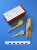 Unreg bone Cairds Cave (2).JPG