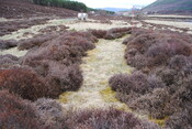 SHG24757_5.jpg
